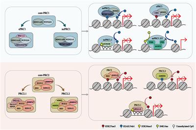 Research advances of polycomb group proteins in regulating mammalian development